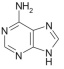 ADENINE (Ade) [6-aminopurine]